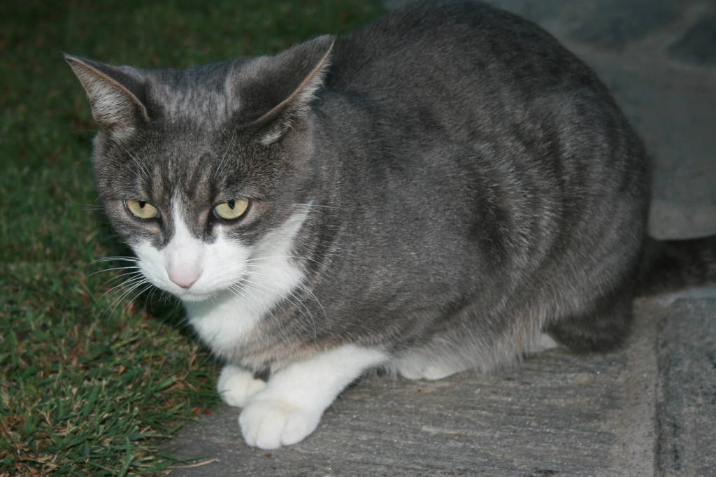 Smarrito Gatto a Maccagno con Pino e Veddasca Zona Parco GIONA - GABELLA
