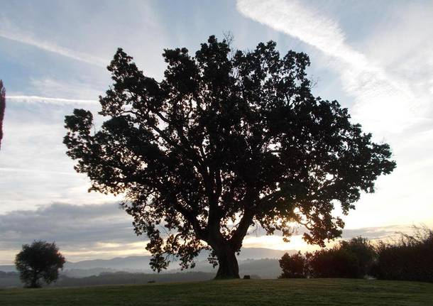 L'albero dell'anno