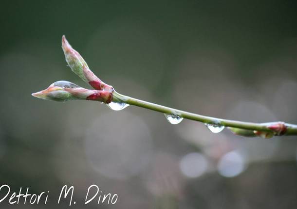 La pioggia di marzo - foto di Dino Dettori