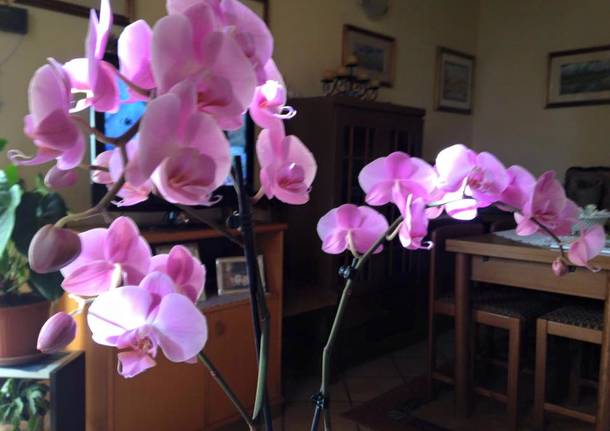 Le orchidee di Loredana