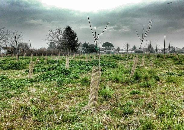 Sopra Pedemontana il cimitero di alberi rimane