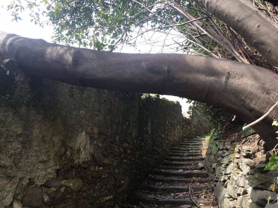 Alberi caduti sul sentiero di Colmegna