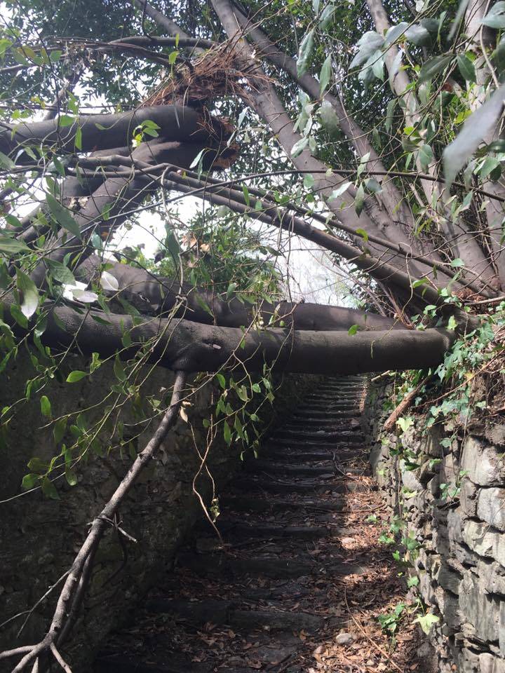 Alberi caduti sul sentiero di Colmegna