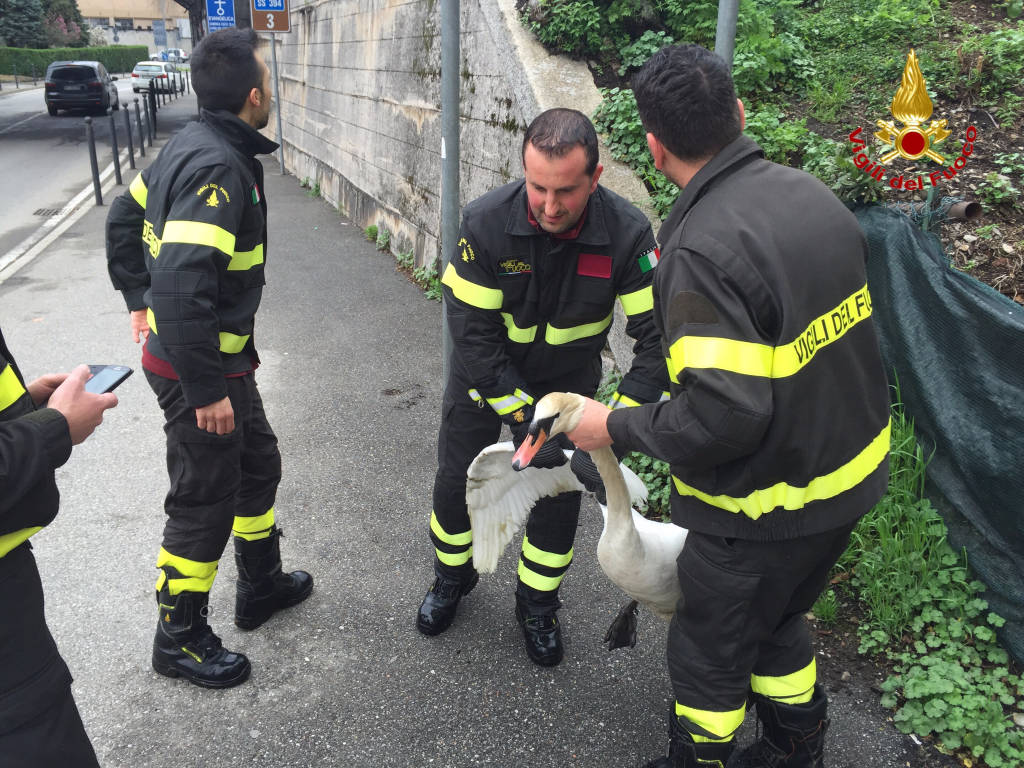 aprile 2016 liberato cigno a luino