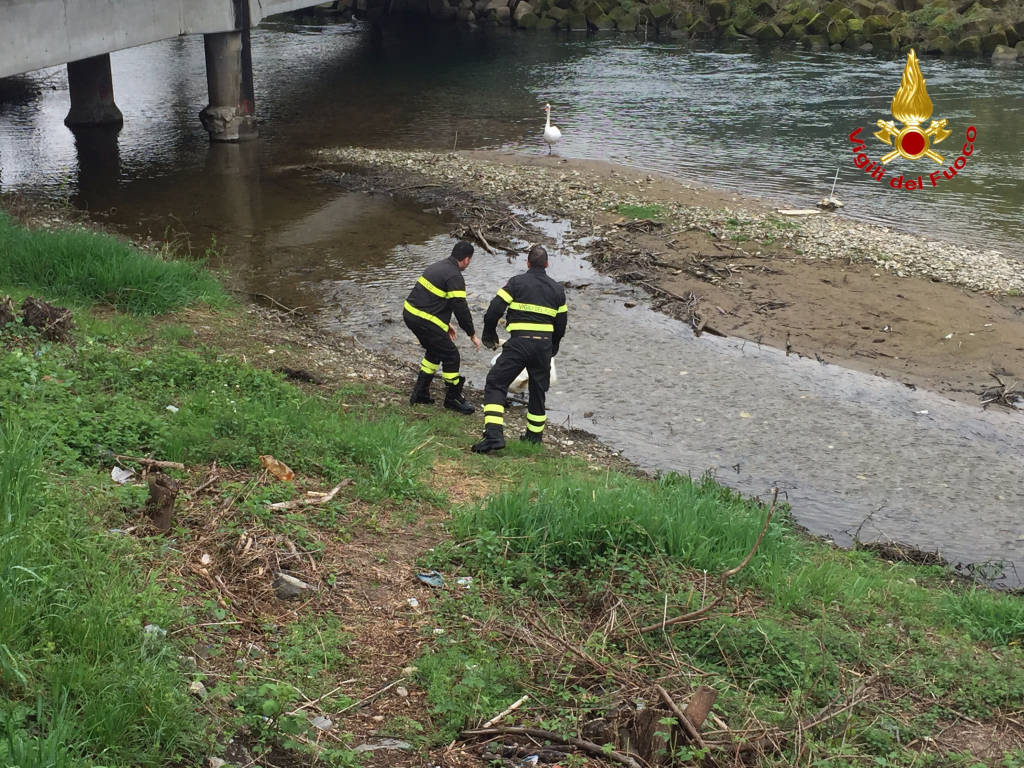 aprile 2016 liberato cigno a luino