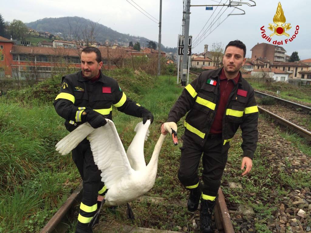 aprile 2016 liberato cigno a luino