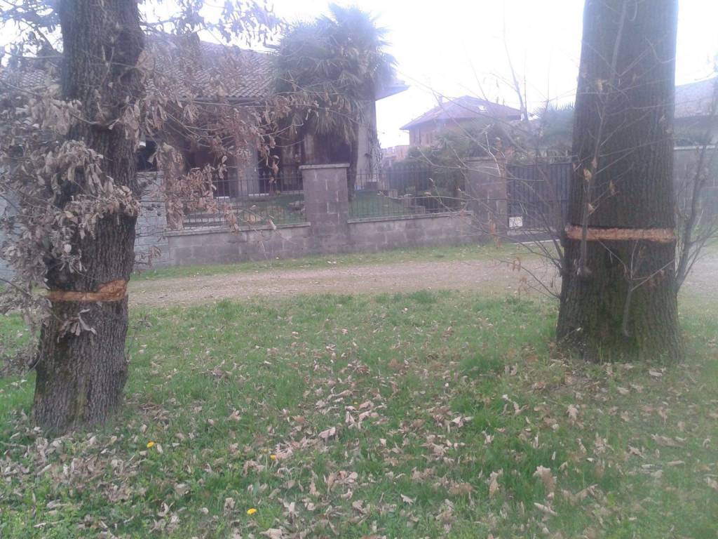 Alberi
