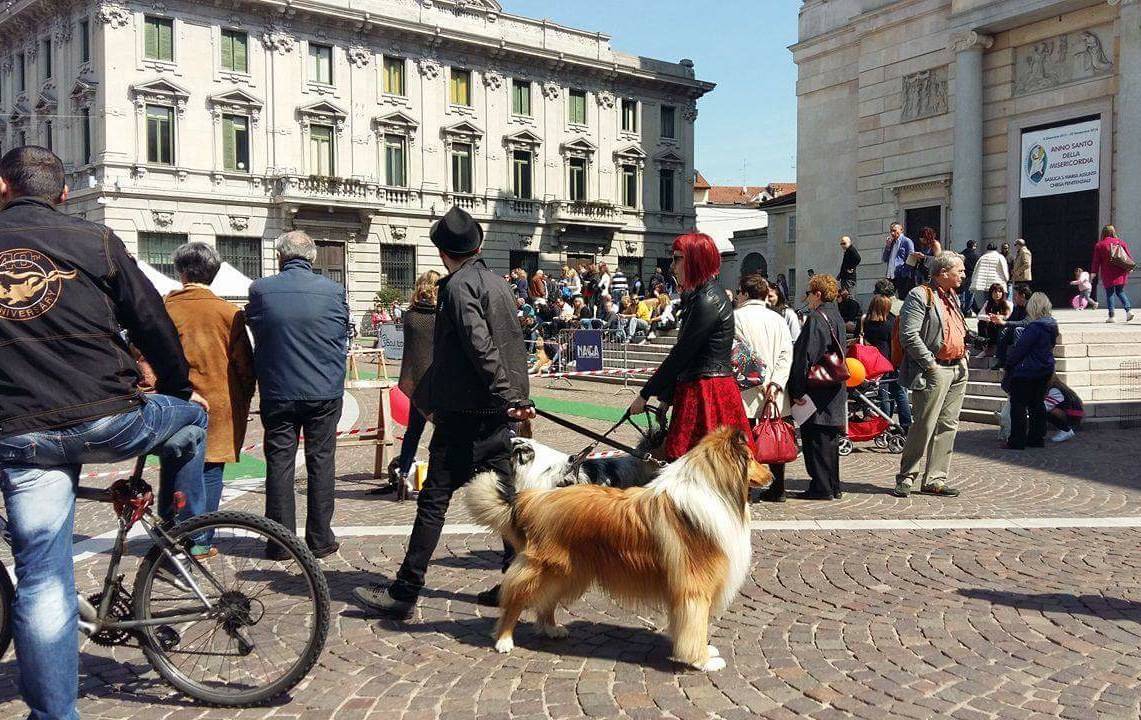 Dog Show Naga Gallarate