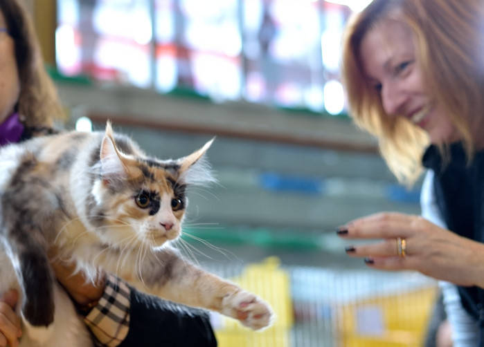 Gatti in mostra a Carnago