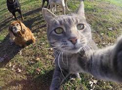 Il gatto che ha imparato a farsi i selfie