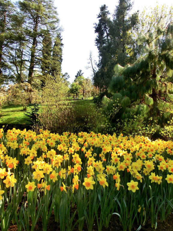 La settimana dei tulipani a Villa Taranto - Verbania 