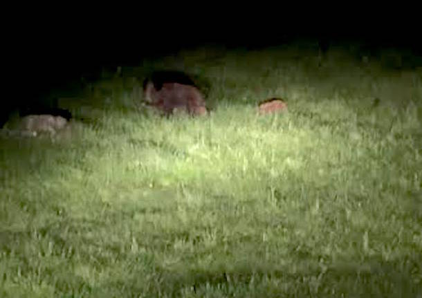 Passeggiata notturna di mamma cinghiale