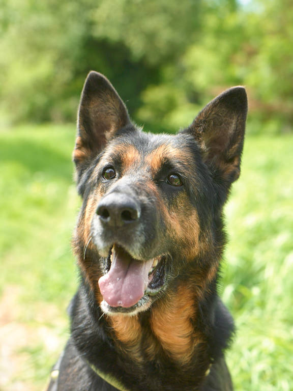 Cagnolini "a caccia" di padrone