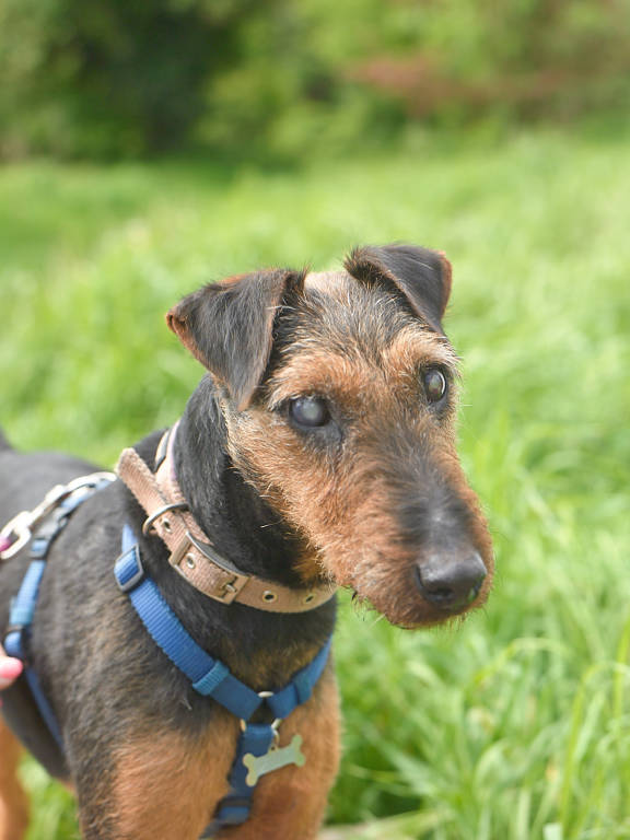 Cagnolini "a caccia" di padrone