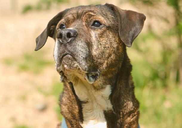 Cagnolini “a caccia” di padrone a Varese