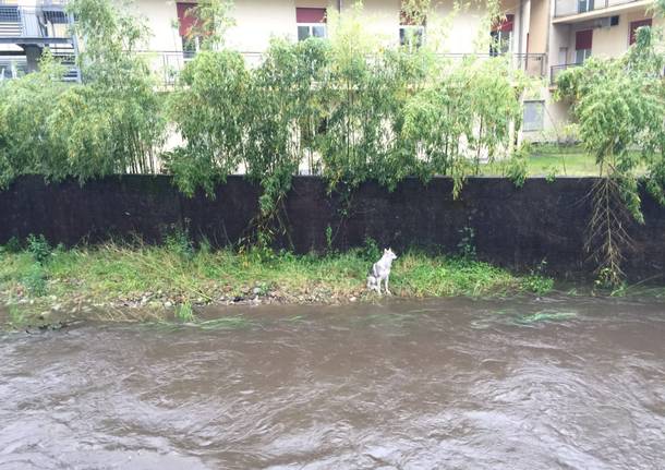 Cane bloccato in mezzo al Boesio