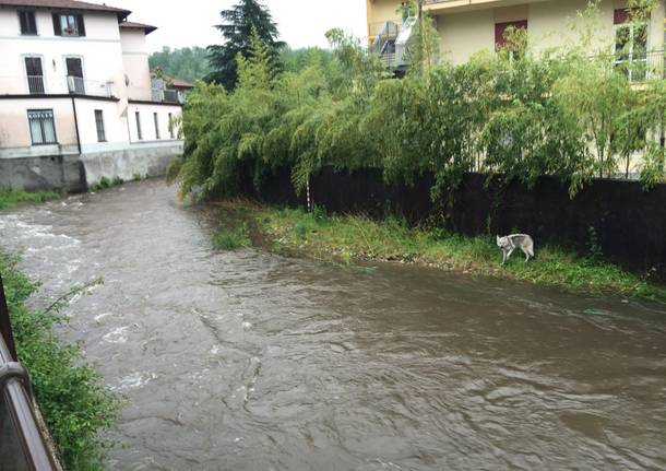 Cane bloccato in mezzo al Boesio