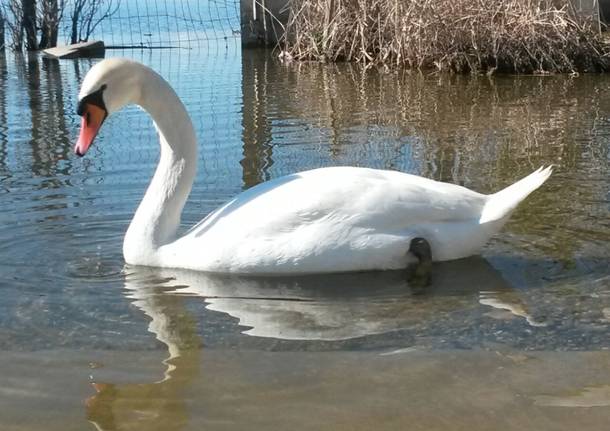 Bellissimo cigno alla Schiranna