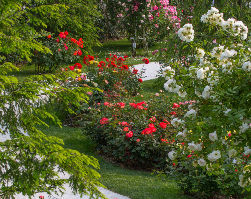 Induno Olona - Il Parco delle rose