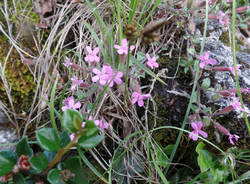 Saponaria Rossa alla Rasa