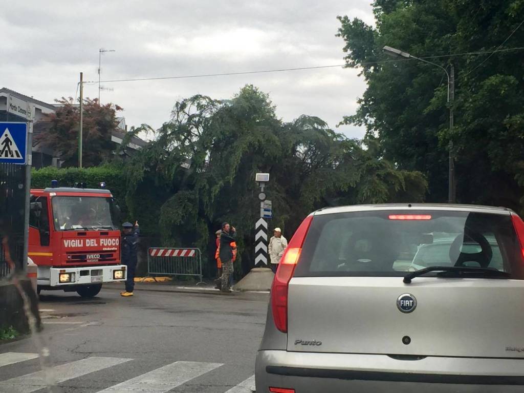 Albero caduto a Castiglione Olona