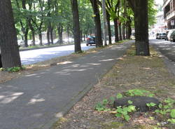 Gli alberi del Viale della Gloria