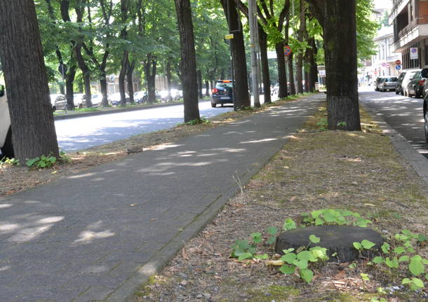 Gli alberi del Viale della Gloria