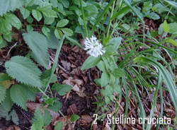 Fiori lungo il cammino