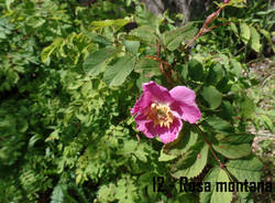 Fiori lungo il cammino