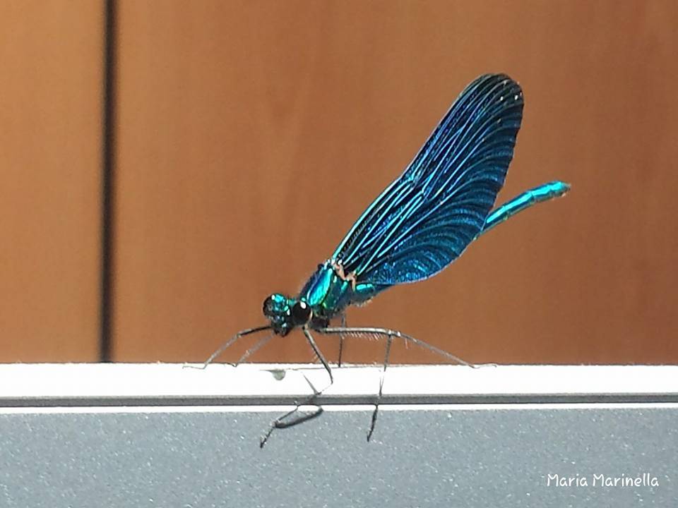 La libellula - foto di Maria Marinella