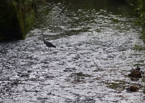 torrente Arno airone