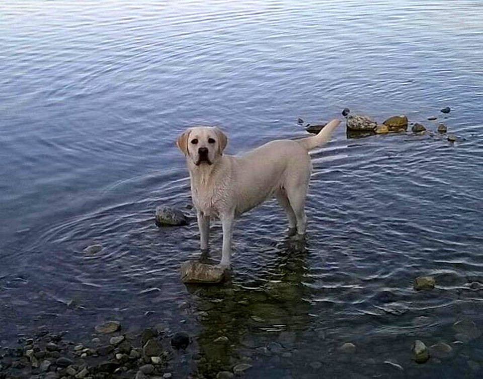 Animali - Calura a quattro zampe