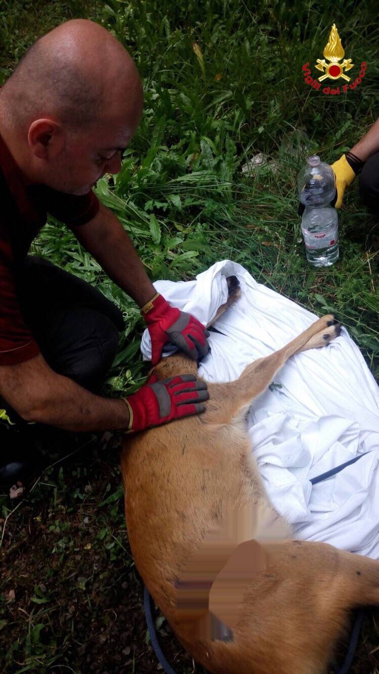 Liberato dai vigili del fuoco un capriolo intrappolato