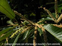 castagno in fiore