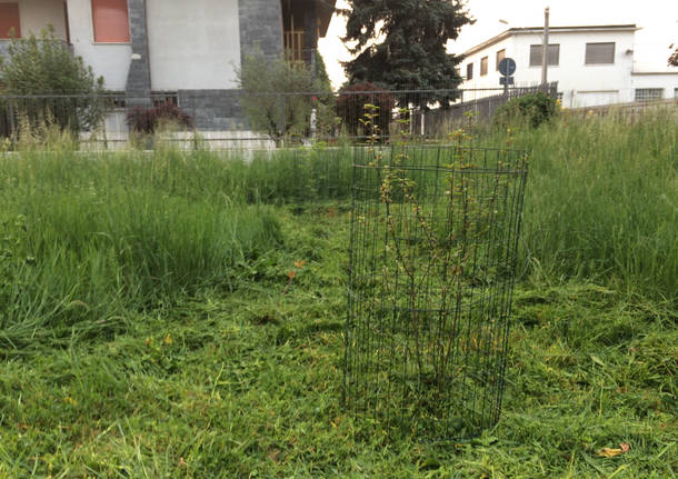 Gli alberi di via Stradella