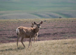 In un ranch del Montana