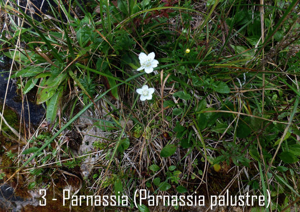 La genziana al parco del Campo dei Fiori