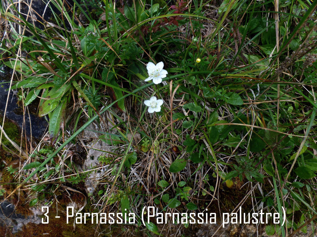 La genziana asclepiade