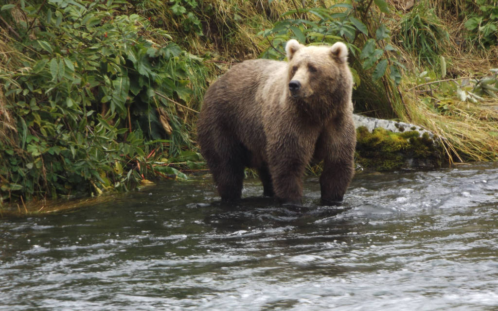 Nella splendida Alaska