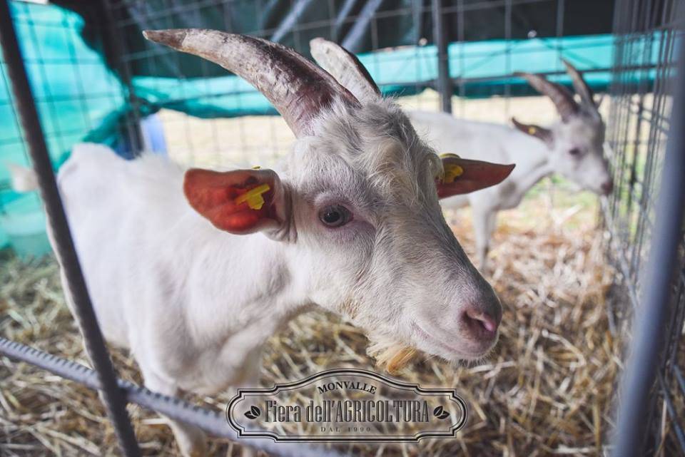 fiera degli agricoltori monvalle