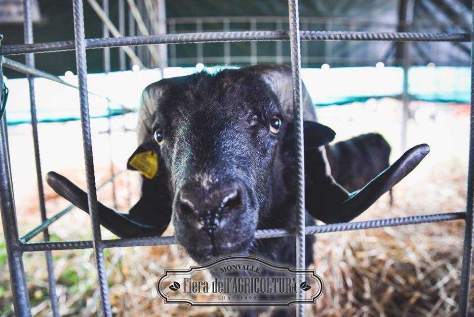 fiera degli agricoltori monvalle