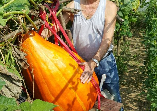 La zucca seduta in vetrina