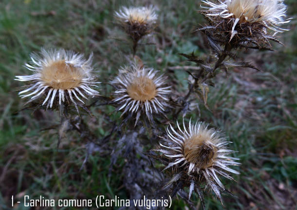 La carlina comune