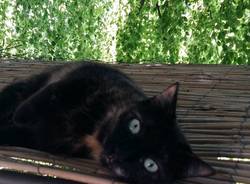 Gatto nero