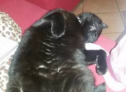 Gatto nero