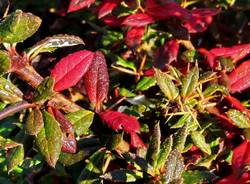 La magia delle foglie d'autunno