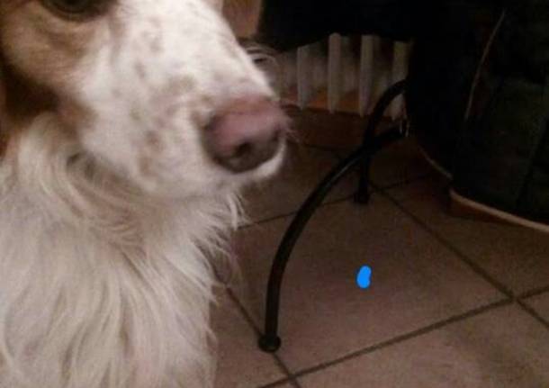 Cane trovato a Malnate
