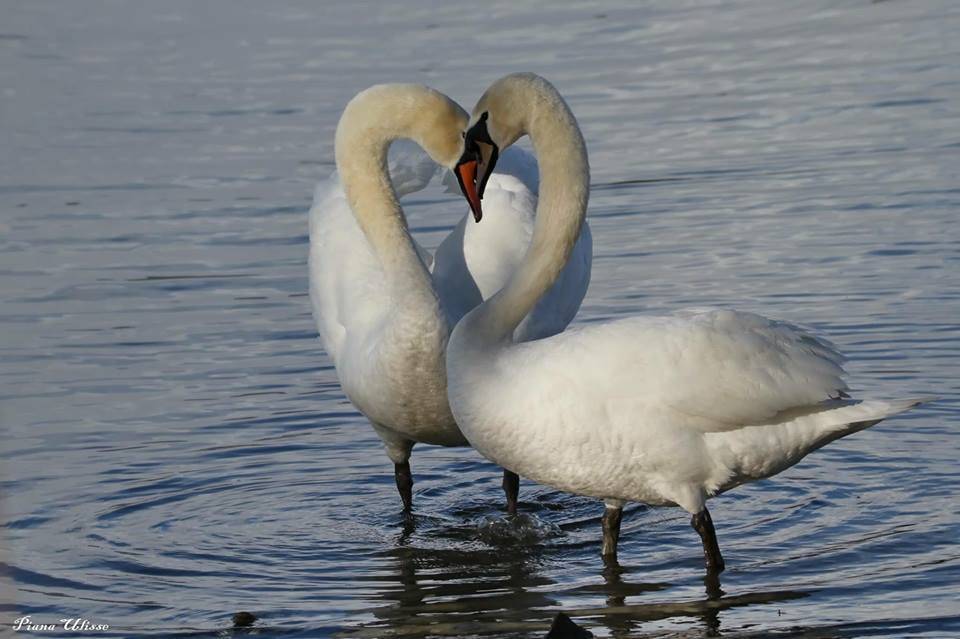 I cigni di san Valentino