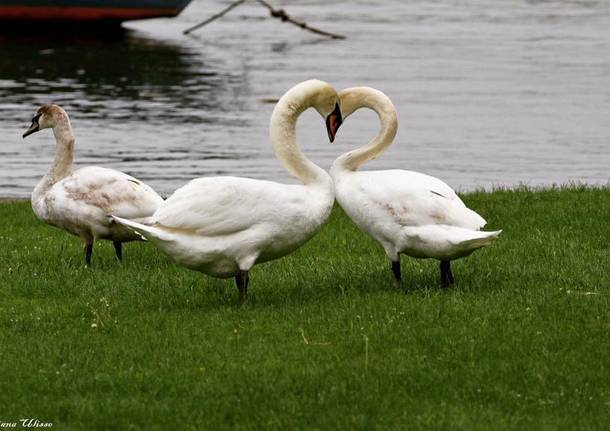 I cigni di san Valentino