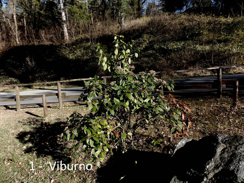 Teresio Colombo e le piante del Poggio e del Villaggio Cagnola